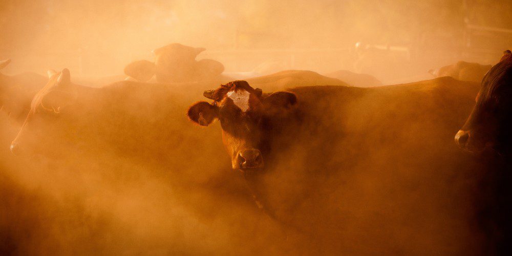 US Becomes Largest Australian Beef Export Market as American Production Falls